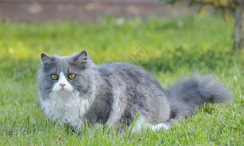 草地上的布娃娃猫图片