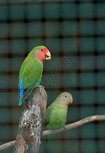 科托拉鹦鹉绿色高清图片