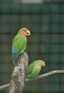 科托拉鹦鹉绿色高清图片