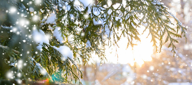 日落时的雪树枝雪的冬天诞树树枝,日落时雪花图片