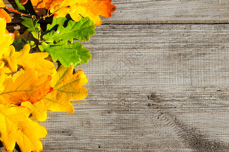 木桌上的绿色黄色红色的秋叶图片