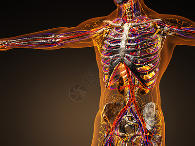 人体循环心血管系统与骨骼透明的身体高清图片