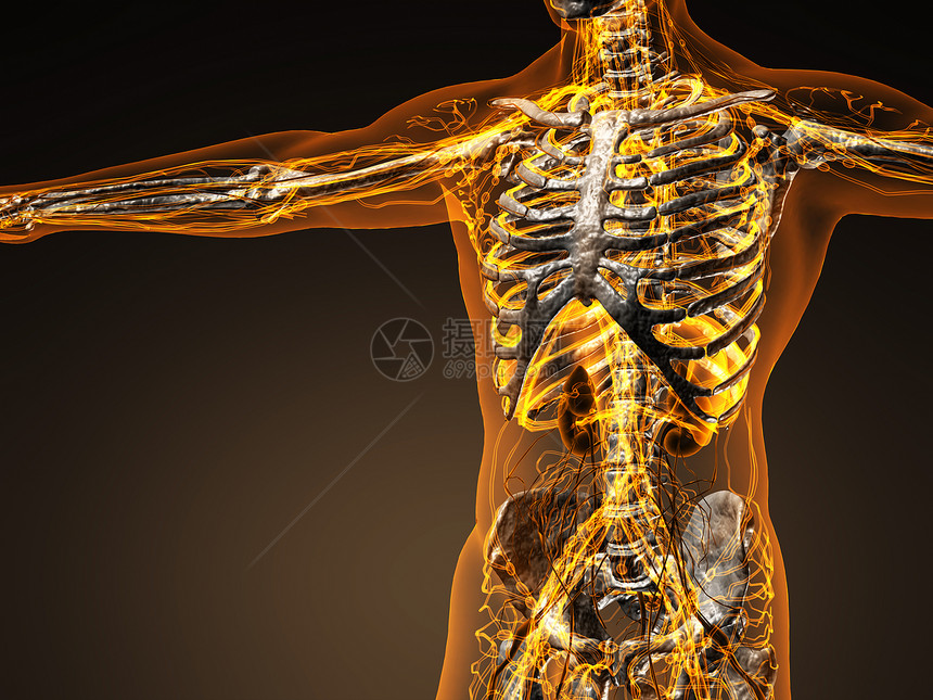人体循环心血管系统与骨骼透明的身体图片