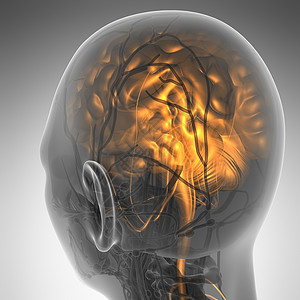 人脑的科学解剖学图片