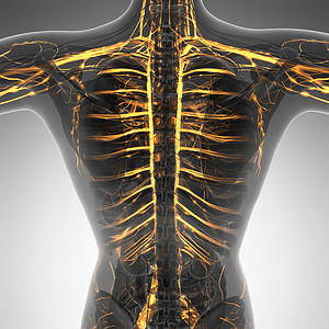 带辉光血管的人体的科学解剖学图片