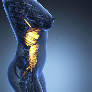 辉光消化系统的女身体的科学解剖学背景图片