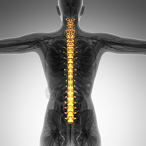 腰部软组织损伤人背痛背痛,上身躯干骨架脊柱脊柱背景