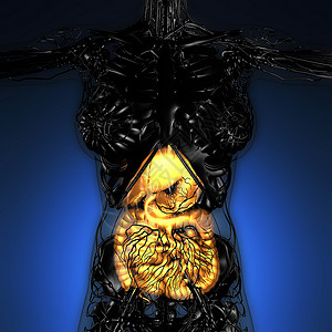 辉光消化系统的女身体的科学解剖学背景图片