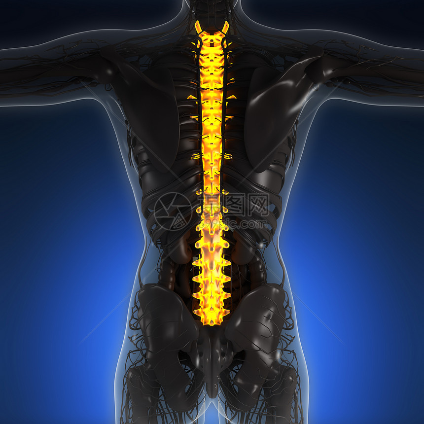 带辉光背骨的人体的科学解剖学图片