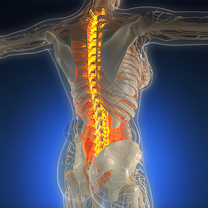人体脊柱带辉光背骨的人体的科学解剖学背景