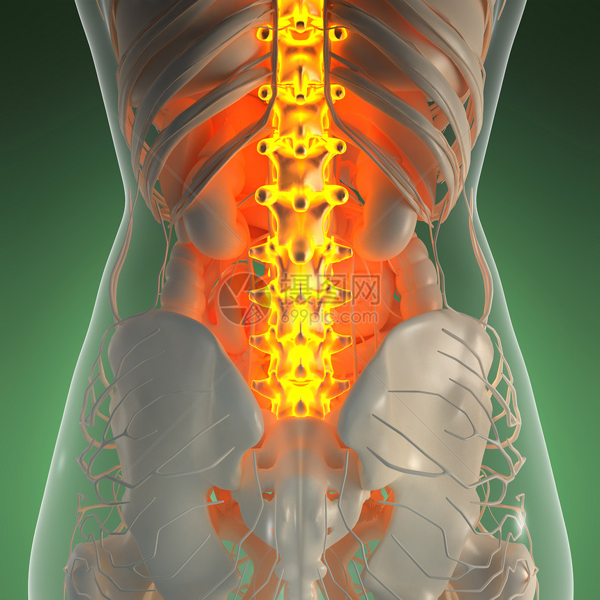 带辉光背骨的人体的科学解剖学图片
