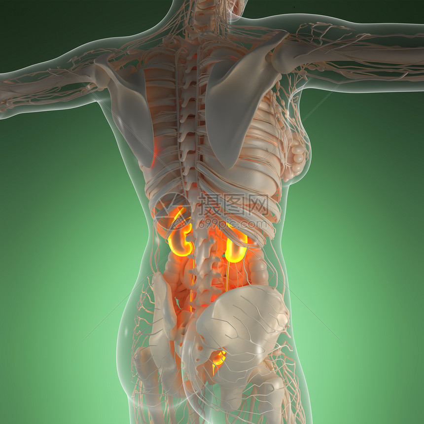 带辉光肾脏的X射线人体的科学解剖学图片