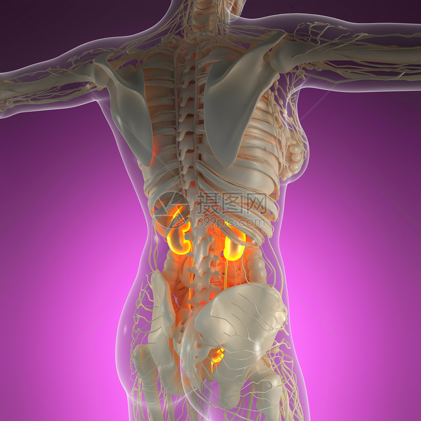 带辉光肾脏的X射线人体的科学解剖学图片