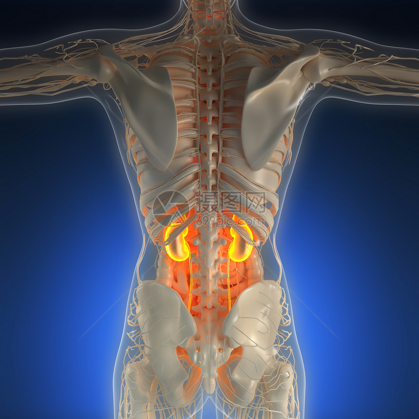 带辉光肾脏的X射线人体的科学解剖学图片