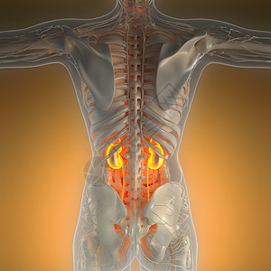 带辉光肾脏的X射线人体的科学解剖学图片