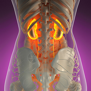 带辉光肾脏的X射线人体的科学解剖学图片