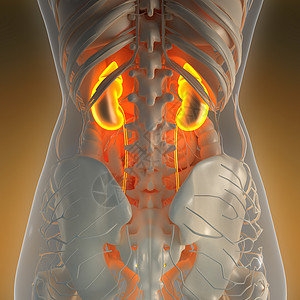 带辉光肾脏的X射线人体的科学解剖学高清图片