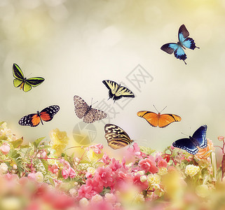 花蝴蝶为背景图片