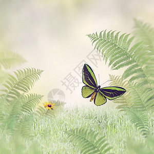绿植物自然背景图片