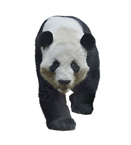大熊猫的数字绘画隔离白色上图片