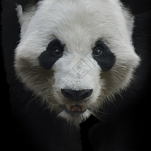 黑色背景下大熊猫的数字绘画图片