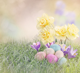 草甸上的复活节彩蛋水仙花图片