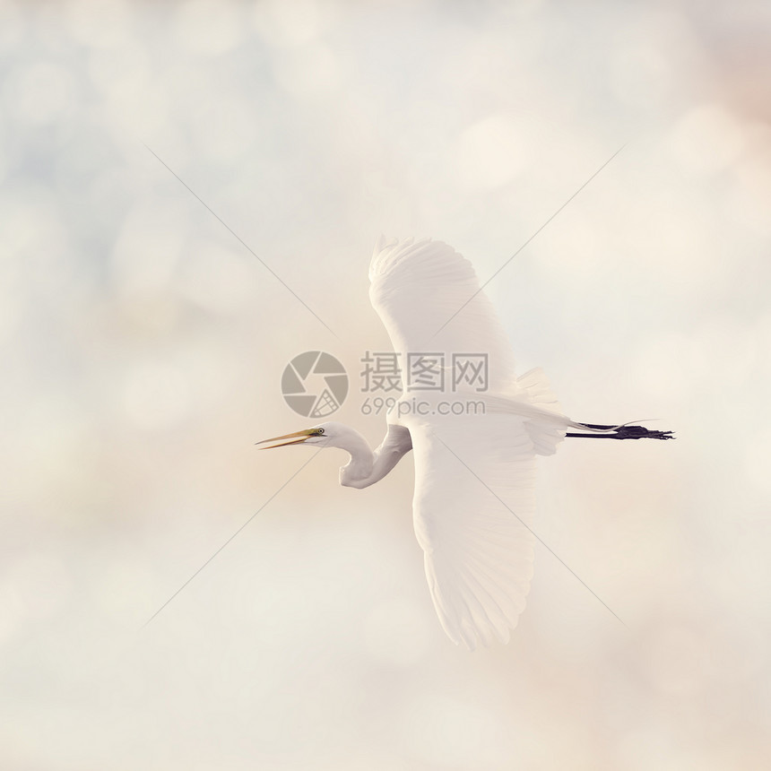 伟大的白色白鹭飞行图片