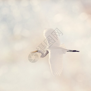 伟大的白色白鹭飞行图片