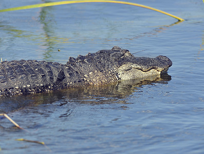 池塘里的大佛罗里达鳄鱼图片