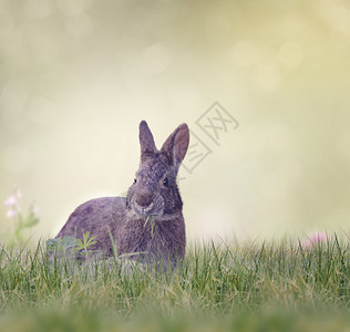 沼泽兔吃青草高清图片