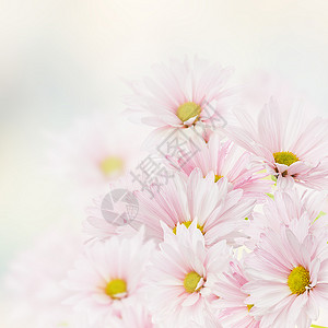粉红色的花开背景图片