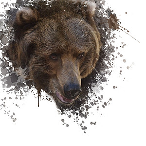 棕色熊头的数码画图片