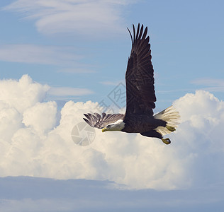 逆天飞行动物群鹰天空高清图片