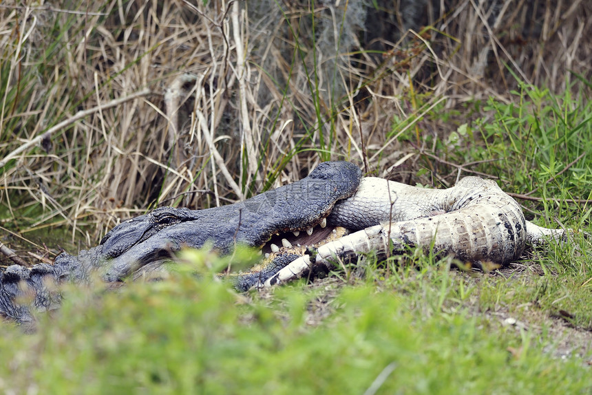 大佛罗里达鳄鱼吃鳄鱼图片
