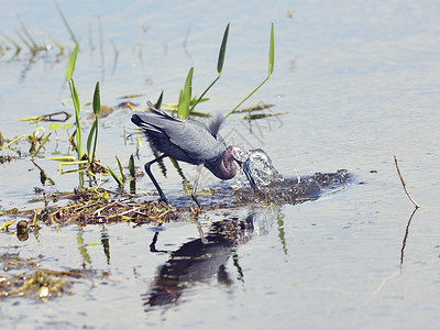小蓝鹭钓鱼图片