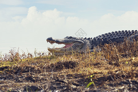 晒太阳的鳄鱼大型佛罗里达鳄鱼湿地背景