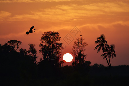 佛罗里达湿地树木上的日落图片