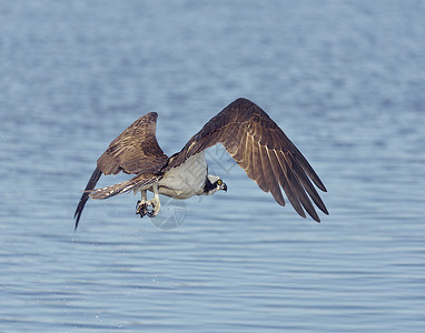 鹰佛罗里达湿地捕鱼高清图片