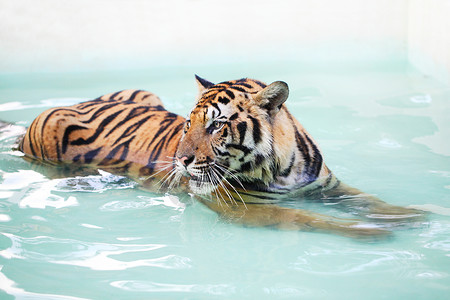 老虎躺游泳池里只老虎躺游泳池里图片
