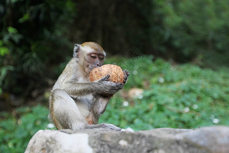 猴子吃椰子背景图片