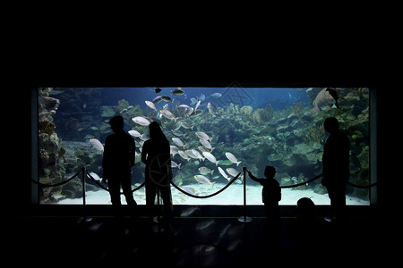 人们看大水族馆人们用热带鱼观看大型水族馆图片