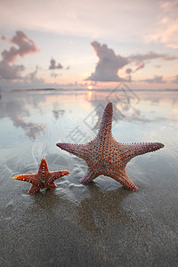 夏天海滩上两条海星日出时夏季海滩上两条海星图片