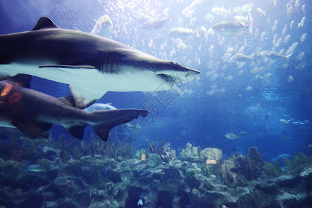 鲨鱼水下鲨鱼热带鱼自然水族馆水下图片