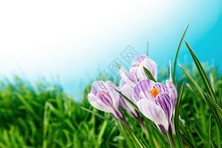 蓝蓝的天空下,春草中的番红花背景图片
