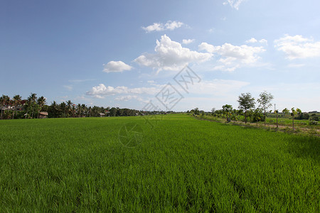 泰国蓝天下的绿色稻田图片