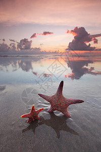日落时海滩上两条海星日落时,两只海星空荡荡的海滩上背景