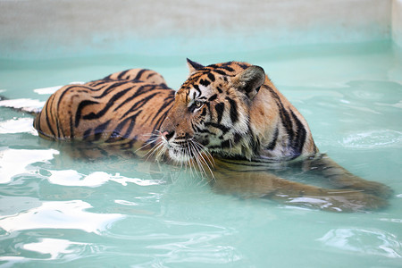 游泳池里的泰格只老虎躺游泳池里图片