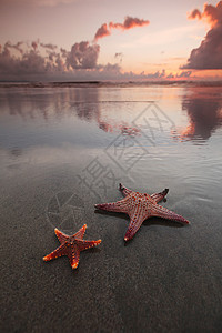 日落时海滩上两条海星日落时,两只海星空荡荡的海滩上背景