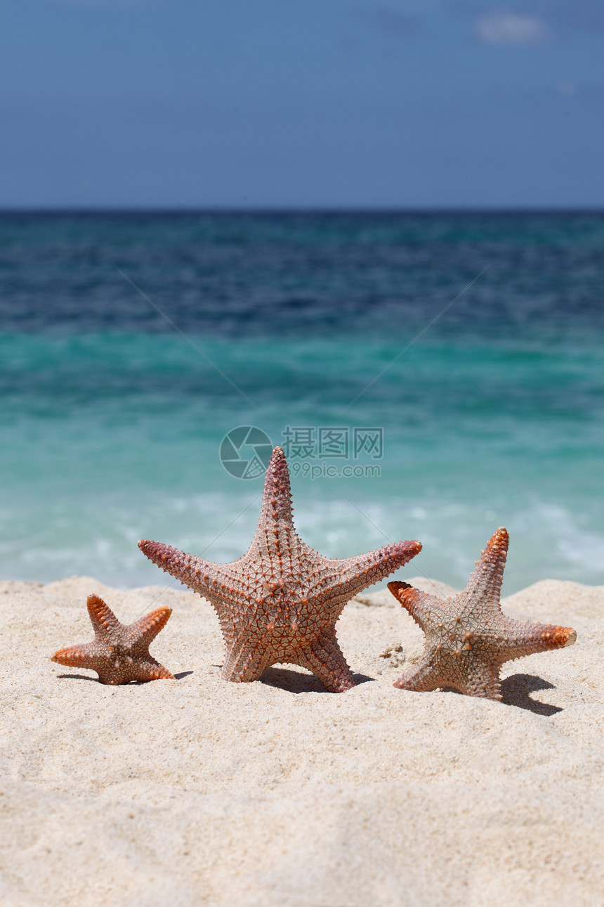 菲律宾热带海滩沙滩上的三条海星海滩上三条海星图片