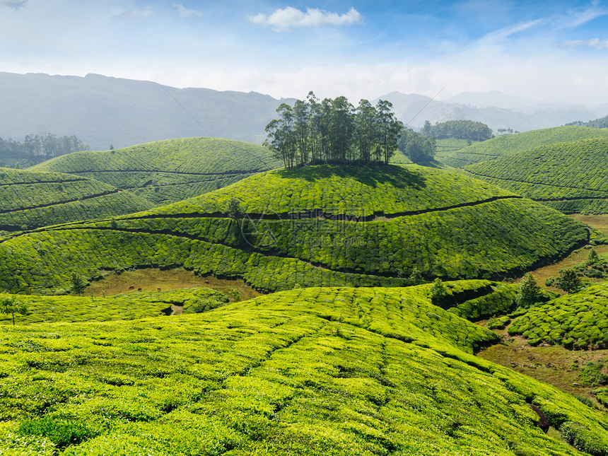 印度茶叶背景茶园穆纳尔,喀拉拉邦,印度图片